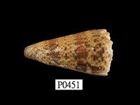 藏品(帝王芋螺)的圖片